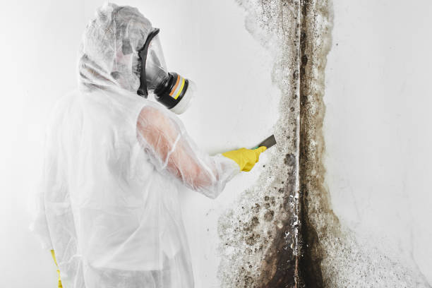Best DIY Mold Remediation Support Services in Random Lake, WI