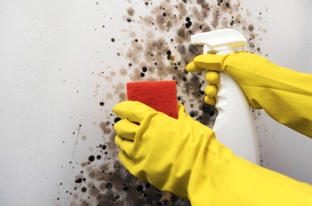 Best Industrial Mold Remediation in Random Lake, WI