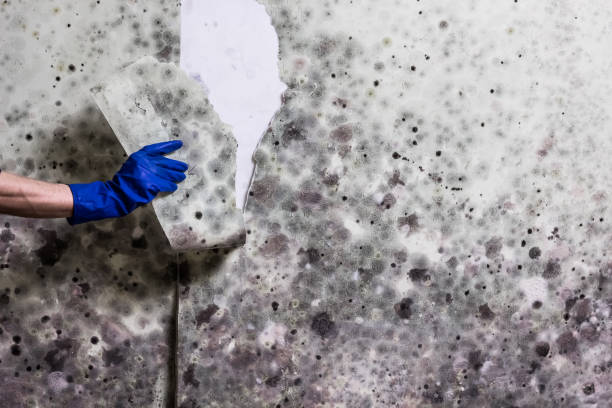 Best Mold Remediation for Specific Building Types in Random Lake, WI