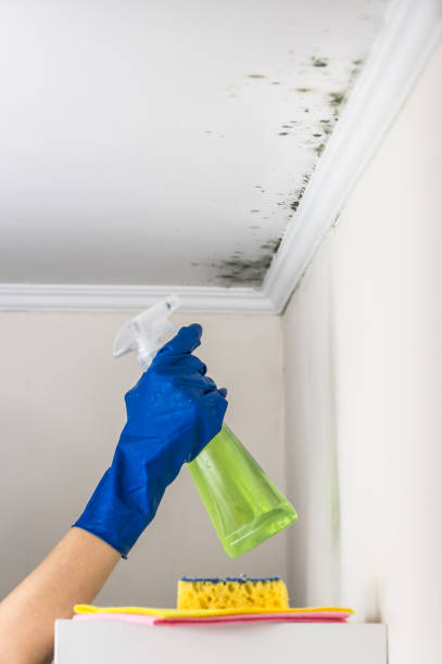 Best Basement Mold Remediation in Random Lake, WI